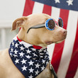 Dog dressed in American flag neckerchief and sunglasses