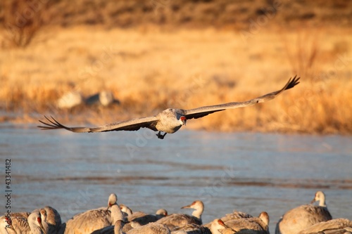 Foto: Sandhill Crane (Grus canadensis) Sandhill Crane (Grus canadensis)
