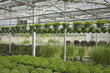 Plants growing in greenhouse