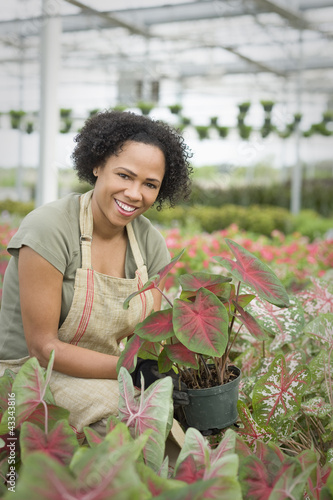 Photo: African American worker tending to plants in greenhouse African American worker tending to plants in greenhouse