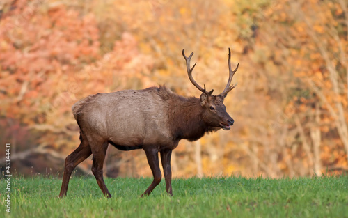 Photo: Bull Elk in Autumn Sunlight Bull Elk in Autumn Sunlight