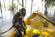 Monkey sitting on kayak in water