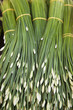 Close up of rice stalks