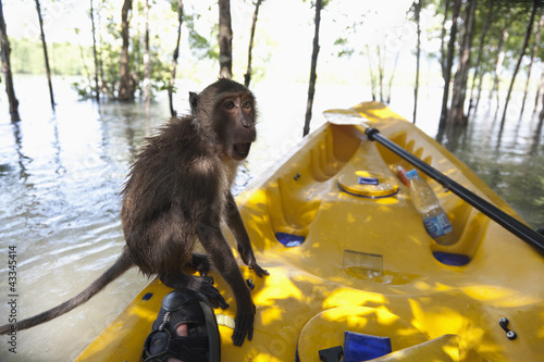 Photo: Monkey sitting on kayak in water Monkey sitting on kayak in water