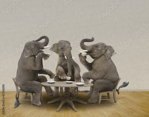 Photo: Elephants having tea party Elephants having tea party