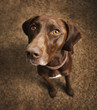 Curious dog sitting on floor