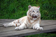 White Tiger Cub With Funny Muzzle Expression