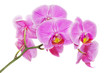 Pink orchid on a white background