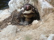 Weiblicher Humboldtpinguin mit frisch geschlüpftem Küken