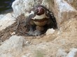Weiblicher Humboldtpinguin mit frisch geschlüpftem Küken