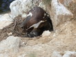 Weiblicher Humboldtpinguin mit frisch geschlüpftem Küken