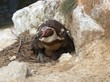 Weiblicher Humboldtpinguin mit frisch geschlüpftem Küken