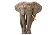 Elephant isolated on white