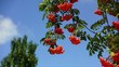 Clusters of red rowan