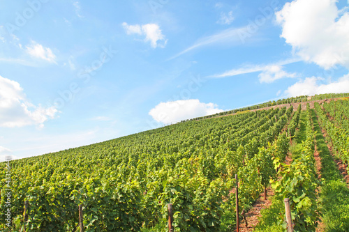 Photo: Weinberg-2 Weinberg-2