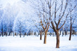Photo: Winter landscape Winter landscape
