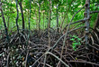 Mangrove forest