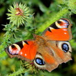 Butterfly - European Peacock (Inachis io). Close-up
