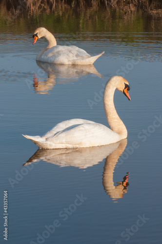 Photo: Swans reflected in water Swans reflected in water