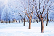 Photo: Winter landscape Winter landscape