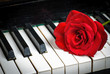 Foto: piano keyboard and rose piano keyboard and rose