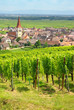 Vignoble à  Ammerschwihr , Alsace (Fr).