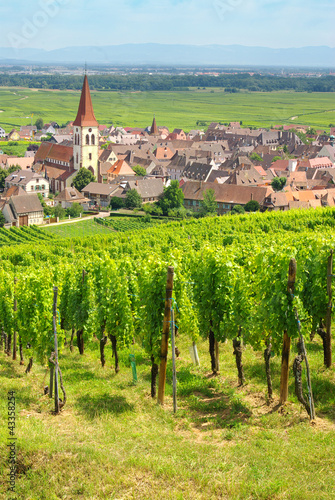 Photo: Vignoble à Ammerschwihr , Alsace (Fr). Vignoble à Ammerschwihr , Alsace (Fr).