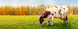 One cow grazing in meadow