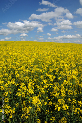 Photo: Ile de France, field of rape in Boisemont Ile de France, field of rape in Boisemont