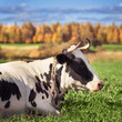 Two spotted cows on a green meadow in the autumn