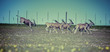 safari wildnis afrkia