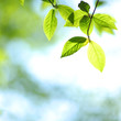 Photo: green leaves green leaves