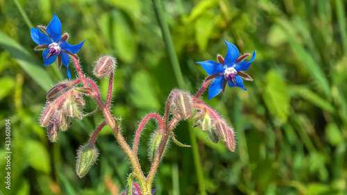 Photo: Blue flowering Starflower Blue flowering Starflower