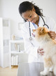 Mixed race veterinarian examining Pomeranian dog
