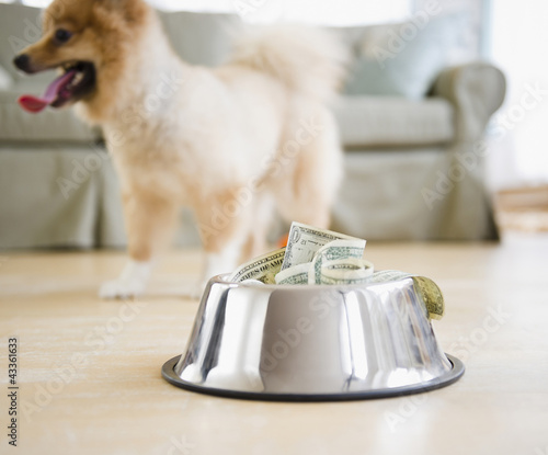 Photo: Dog dish full of money Dog dish full of money