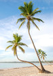Palmenstrand in Bavaro