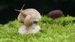 Video: entering on mushroom snail entering on mushroom snail