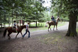 People riding horses on wood path together