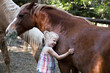 Caucasian girl petting horse in corral
