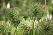 Lauch (lat. allium)