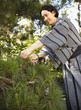 Mixed race man pruning tree wearing Japanese kimono