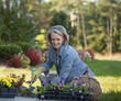 Caucasian woman planting flowers in garden