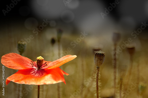 Photo: maki maki