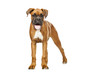 German Boxer puppy (5 month)