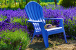 Blue chair in a purple field of lavender