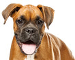 German Boxer puppy (5 month)