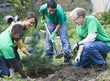 Volunteers planting a tree together