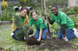 Volunteers planting a tree together