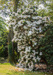 Rhododendron