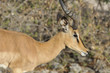 Springbock 1